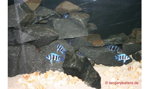 Schaubecken 900l